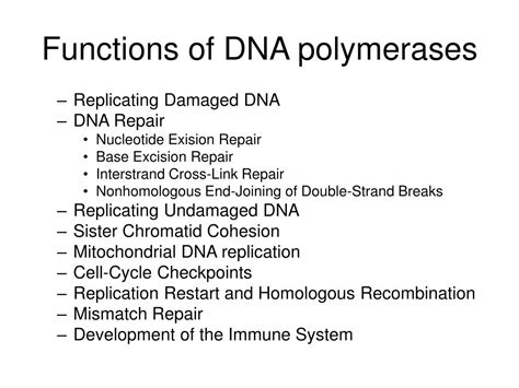 Image result for DNA Polymerase Function