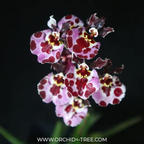 Buy Oncidium Orchids Online India | Dancing lady oncidium online ...