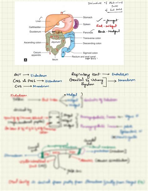 SOLUTION: GIT embryology and its development - Studypool