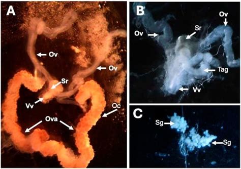 In Situ Localization of Staphylococcus shinii and Staphylococcus ...