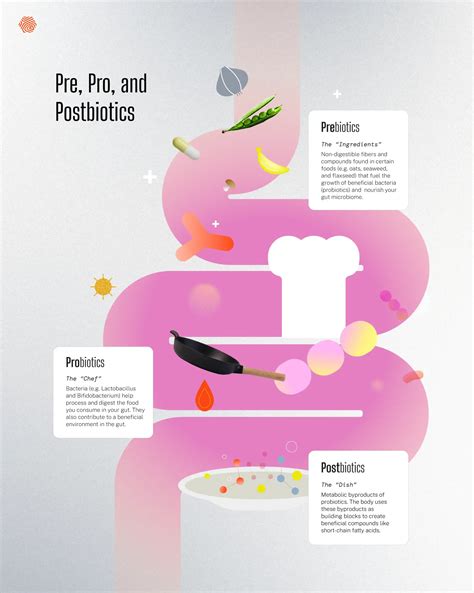 Probiotics, Prebiotics & Postbiotics: What are the Differences? - TurtleTree