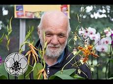 perch 232 le orchidee non fioriscono le 9 domande piu perch 232 le orchidee non fioriscono le 9 domande piu