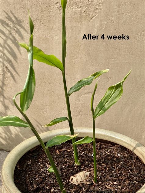 How To Easily Grow Your Own Ginger At Home - Nature Way
