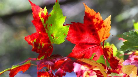 Westchester NY weather: Record temps this week, but fall on the way