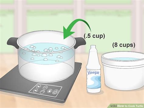 Image result for Cook Turtle