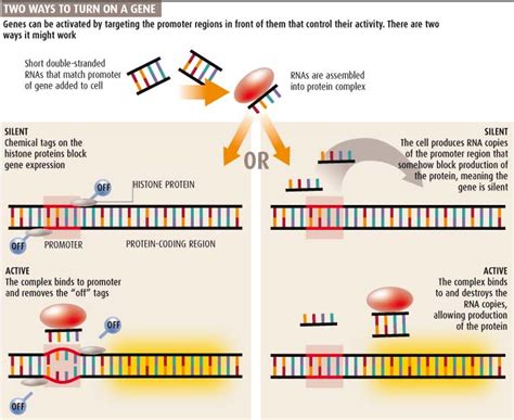 Small Activatingrna 的图像结果