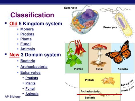 Image result for Course Prokaryotes