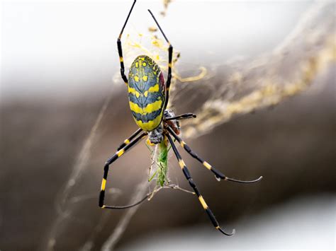 Is the Joro Spider Venomous? Numbers of Large Invasive Species Explode ...
