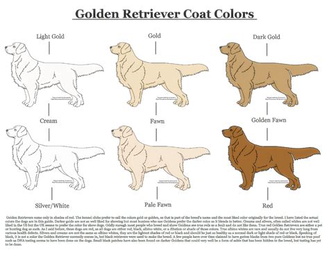ผลการค้นหารูปภาพสำหรับ golden retriever colors | Doberman colors ...