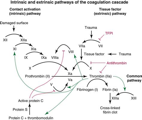 Disorders of Coagulation: Hypercoagulable States - Clinical Tree