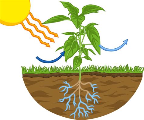 What Is Photosynthesis? - Twinkl Homework Help - Twinkl