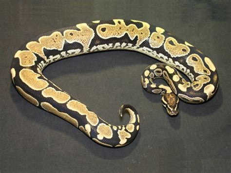 Image result for Lace Ball Python