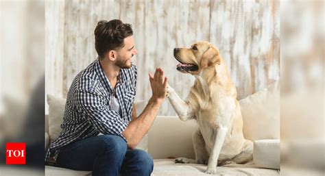 Positive reinforcements: How to train dogs - The Times of India