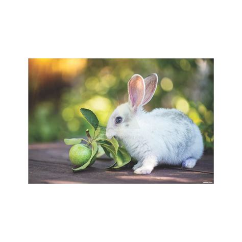 Anne Print Solutions® Rabbit Animal Poster (Without Frame) For Wall ...