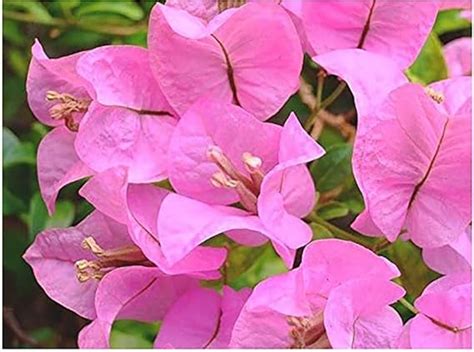 Bougainvillea dwarf hybrid live plant : Amazon.in: Garden & Outdoors