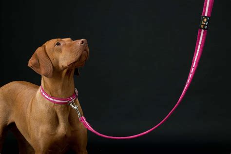 Choosing a Pink Dog Collar | What they Mean | Oscar & Hooch