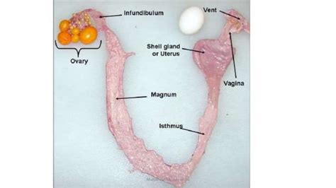 Image result for Chicken Reproduction Process