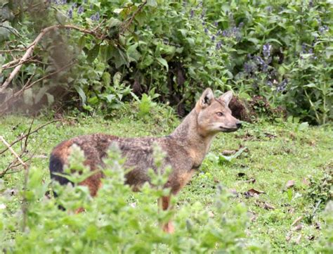 Genus Lupulella African Jackals — Coke Smith Wildlife
