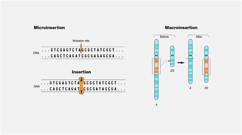 Genetic Mutation Types