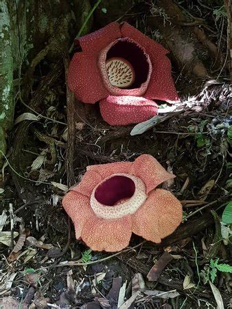 Mountain Trails Tours & Travel (Kota Kinabalu) - 2021 What to Know ...