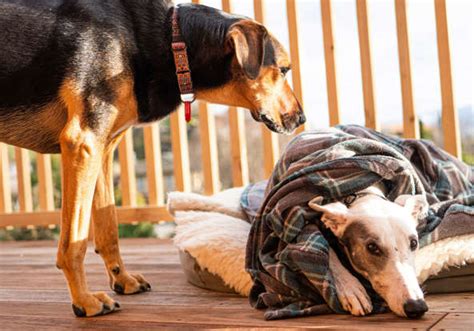 5 least shedding dog breeds for clean homes