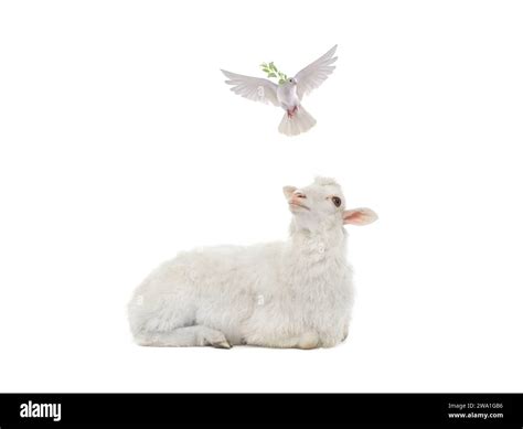 Black Sheep White Dove Meaning at Ryan Knight blog