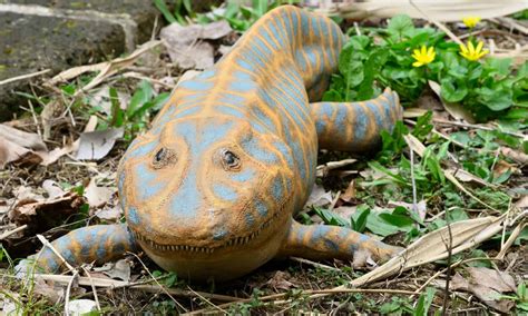 Four Legged Wild Animals