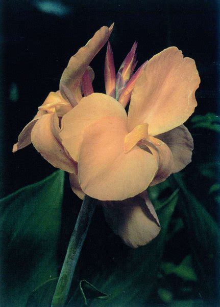 Future Supramental Centre : spiritual meaning of flower