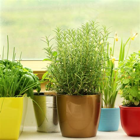 Container Herb Garden For Beginners