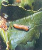 TNAU Agritech Portal :: Crop Protection