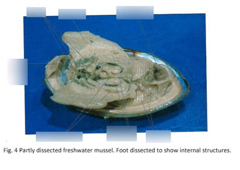 Image result for Muscles Shells