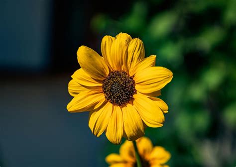 Free Jpeg Images Photos, Download The BEST Free Free Jpeg Images Stock Photos & HD Images