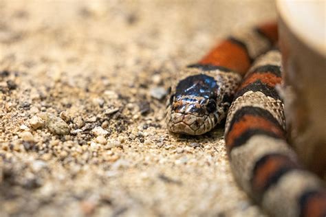 Cobra real mexicana Foto stock gratuita - Public Domain Pictures