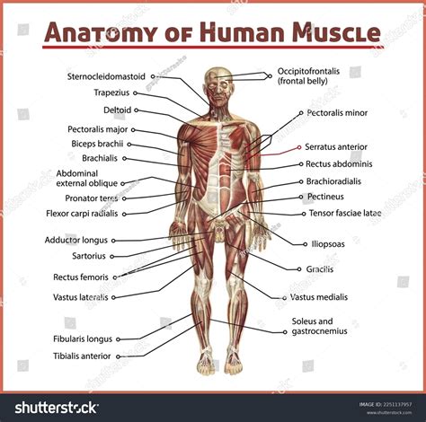 Human Body Parts Muscle