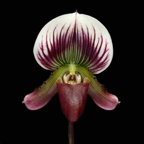 Paph. callosum fma. Laos – EXOTICA ORCHIDS
