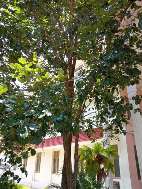 Marian College of Arts & Science