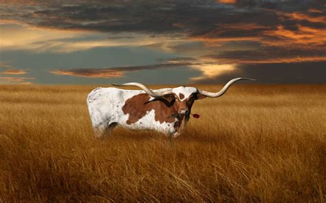 Download Texas Longhorn Cattle Wallpaper | Wallpapers.com