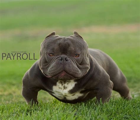 Micro American Bully