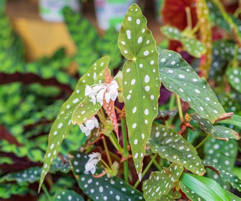 Best begonia varieties: 5 choices for striking foliage | Homes and Gardens