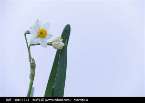 水仙花束春字素材-高清图片-摄影照片-寻图免费打包下载