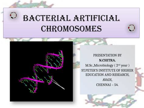 bacterial_artificial_chromosome_yup.pptx