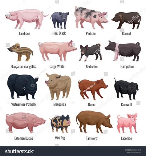 Types Of Pet Pigs