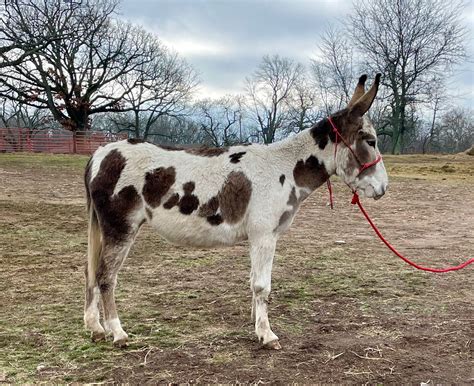 Garrett Mammoth Jackstock Riding Donkeys