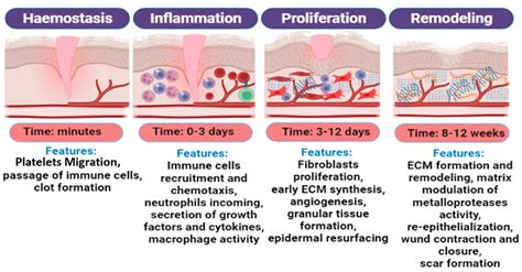 In Vitro and In Vivo Characterization Methods for Evaluation of Modern Wound Dressings