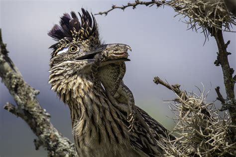 Road Runner Real Life 的图像结果