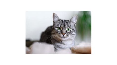 Tammy Necessary Obituary - Cookeville, TN | Crest Lawn Funeral Home ...