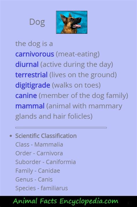 Information About Dogs 的图像结果