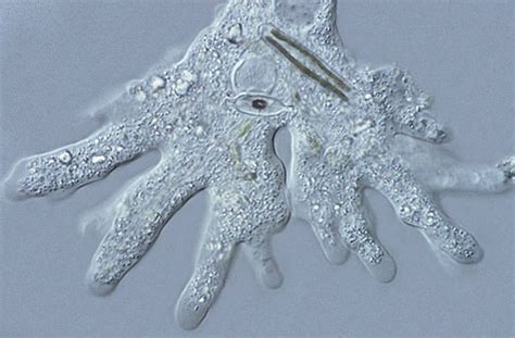 Image result for DIC Microscopy Tutorial