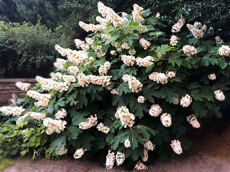 Best Shrubs For Full Hot Sun at Laura Kiek blog