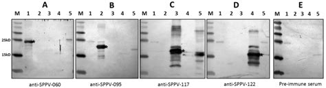 Recombinant Sheep Pox Virus Proteins Elicit Neutralizing Antibodies
